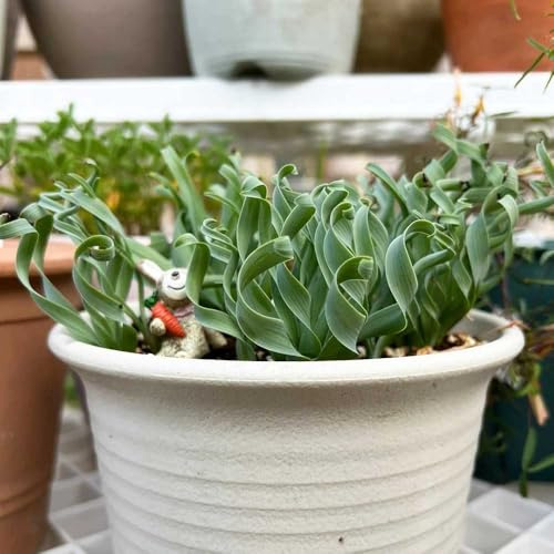 Semillas de Albuca Spiralis,Decoración de sala de estar,resistentes para el jardín.Decoración con hiedra,cultivo de semillas.200pcs