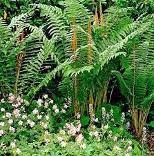 Aamish 200 piezas de árbol de helecho de canela