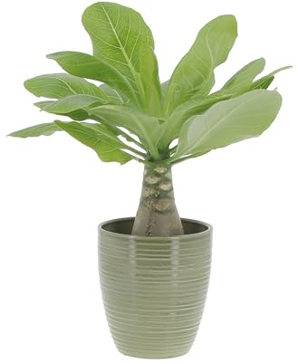 KENTIS - Brighamia Insignis Palma delle Hawaii - Piante Vere da Interni Succulenta - Pianta da Appartamento Ornamentale - H 30/40 cm Vaso Ø 12 cm