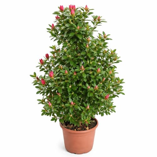 Azalea da Esterno a Piramide in Vaso 22 Cm | Pianta Acidofila Sempreverde | Altezza 100/110 cm | Prodotta in Italia | Ideale per Giardino (Lara)