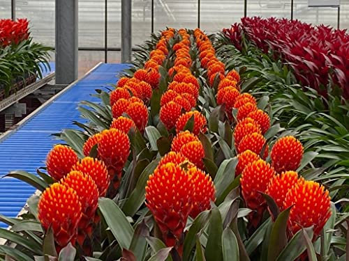 POWERS TO FLOWERS - GUZMANIA CONIFERA, BROMELIA, VASO 13CM DIAMETRO, pianta vera