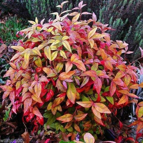 50 Sementi di Heavenly Bamboo, Bamboo Sacro Nandina domestica