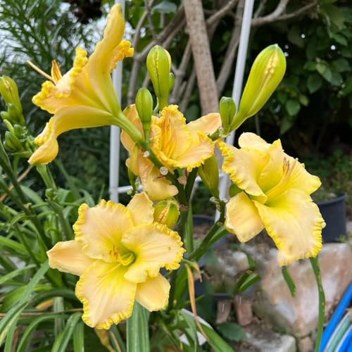 Semi di daylily, Hemerocallis fulva, perenni resistenti agli emerocallidi, campo, 150pcs