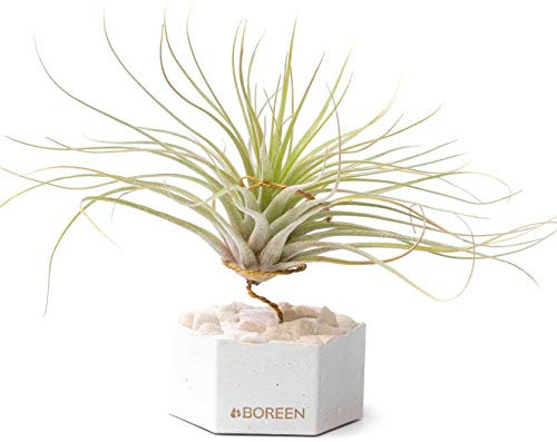 BOREEN - Piante ad aria Tillandsia Eli con supporto da scrivania decorativo (Hex. Cemento e pietre bianche).
