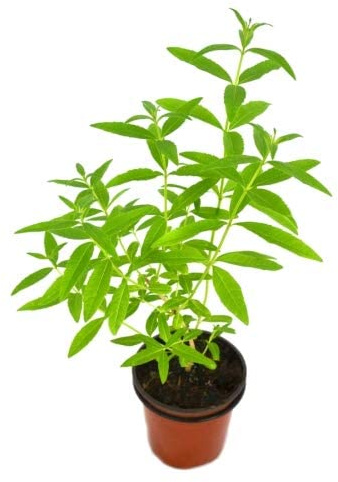 Aloysia Citrodora o Verbena de Indias Natural Árbol para Exteriores