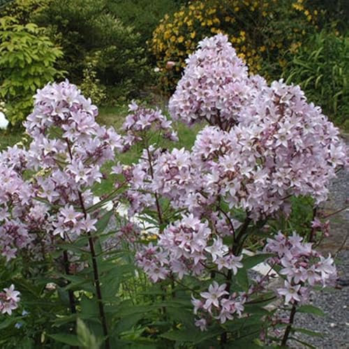 6 x Delphinium 'Bellamosum' - Vivaces Contenedor Pequeño 9cm x 9cm