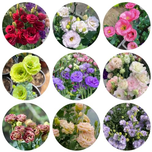 semi di eustoma - lisianthus resistenti, rustiche per giardino, resistenti di eustoma, decorazioni, luoghi soleggiati 350pcs