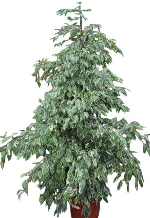 Indoor Plant -House or Office Plant -Ficus Benjamina Variegata - Variegated Weeping Fig 1.5m