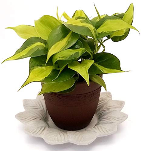 POWERS TO FLOWERS - PHILODENDRON SCANDENS BRASIL IN VASO CERAMICA MOKA E SOTTOVASO IN CERAMICA SATINATO, pianta vera
