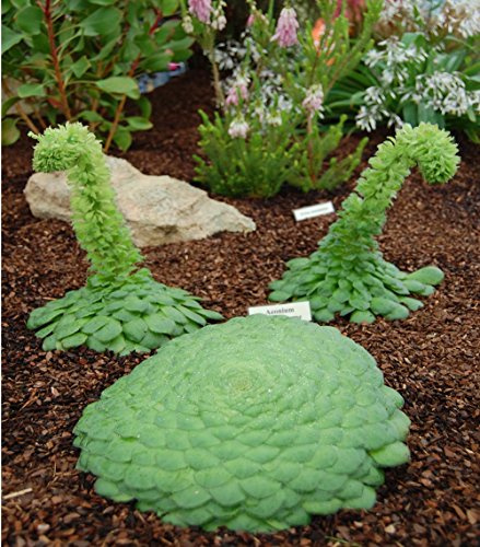 Aeonium Tabuliforme * Isole Canarie incredibile Piatto Suculente Rare * * 10 semi