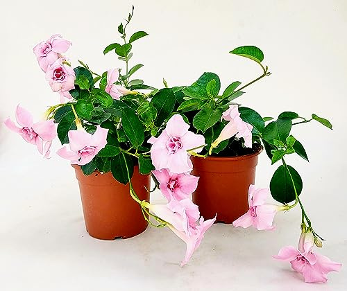 POWERS TO FLOWERS - MANDEVILLA DIPLADENIA ROSA A FIORE DOPPIO, VASO 14 CM DIAMETRO, 2 PIANTE, pianta vera
