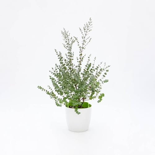 Vivai le Georgiche - Pianta vera di Eucalyptus gunnii Azura - Eucalyptus gunnii 'Cagire' - Eucalipto 'Azura', Gomma da masticare 'Azura' - diametro vaso Ø 18 cm