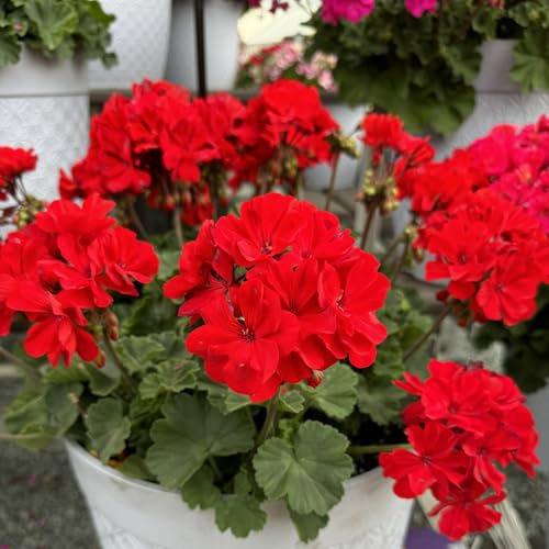 Carbeth Plants Geranium Zonal Bullseye Scarlet Bedding Plants 1 x 6 Pack - Garden Ready Summer Flowering Pelargoniums - Easy to Grow & Drought Tolerant Blooms for Pots, Borders & Hanging Baskets