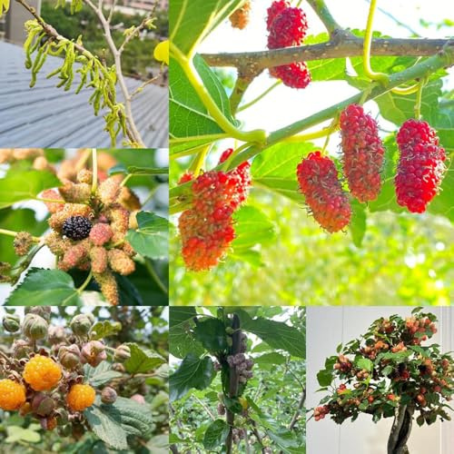 semi di birra da giardino in giardino espaldera - Serie Rara - per gli amanti del giardino esotico nano 150pcs