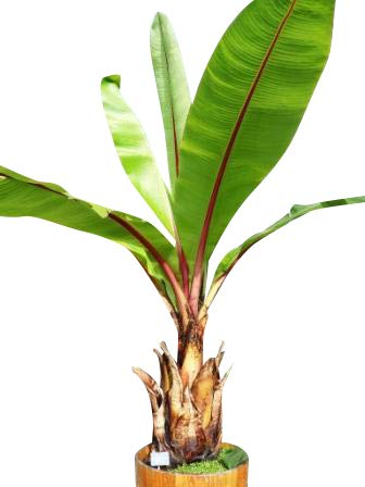 2 Samen Packungen Schnee-Banane -ensete glaucum- **Frosthart und robust**