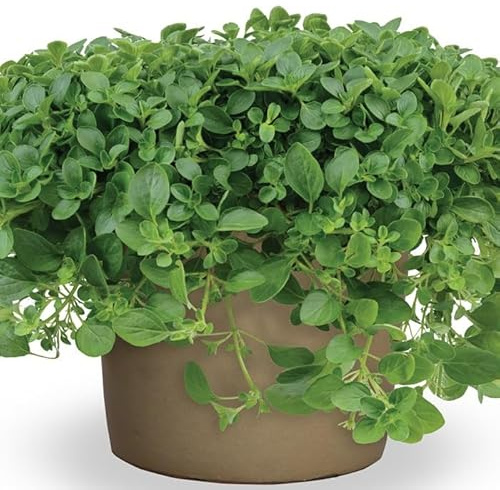 Planta de Orégano | DECOALIVE | Planta Aromática Natural |Planta Viva