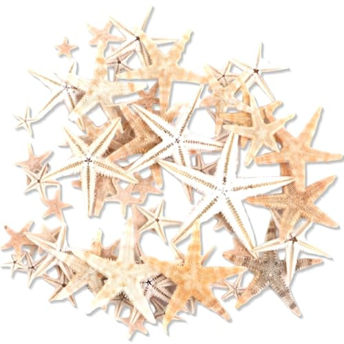 JEYORZY 50 Pezzi di Stelle Marine Marine Elemento Decorazione Fotografia Oggetti di Scena Decorazioni per La Casa Materiali Artigianali Fai da Te Micro Ornamenti Paesaggistici, 1-2CM