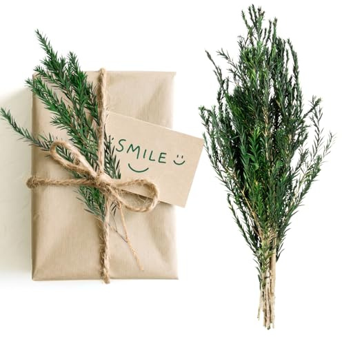 RAINFLOW Dried Greenery Stems Decor - Melaleuca Bracteata Branches for Vase | Real Green Leaves for Gift Box Decoration, DIY Crafts, Flower Arrangement, Christmas Decor and Dried Floral Supplies