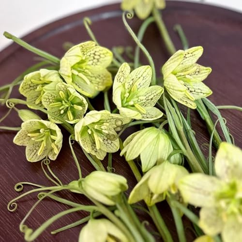 tuberi imperiali corona - decorazione giardino esterno resistenti 8pcs