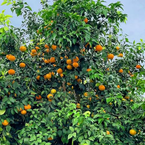 saftorangen, gartendeko für draußen apfelsine zimmerpflanzen bio säulenobstbäume seltene 40samen