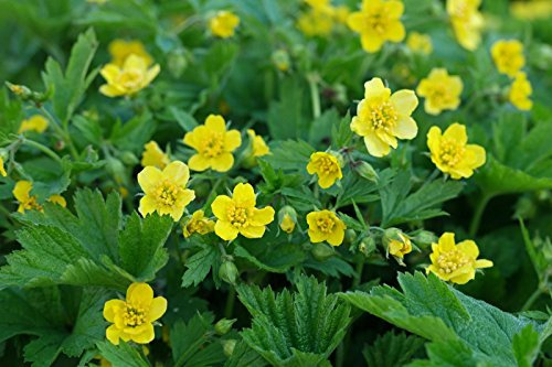 Stauden Gänge 50 x Waldsteinia geoides (Staude/Winterhart/Bodendecker/Immergrün/Mehrjährig/Problemlöser) Ungarwurz - Goldene Blütenpracht für schattige Ecken. - Pflegeleicht