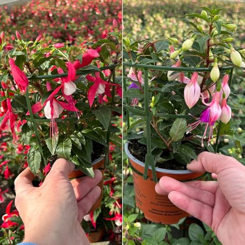 Fuchsien stehend, Farben zufällig Topf-Ø 12 cm, 6 Pflanzen