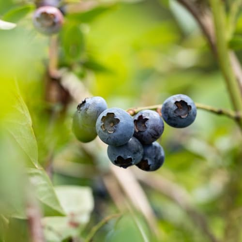 GARTEN SCHLÜTER® Heidelbeere 'Polaris' - Vaccinium corymbosum - 3 Liter | Heidelbeere mit süß-säuerlichen Beeren - Pflanze im Topf