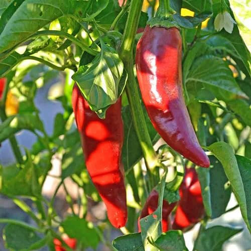 Nouveau Frais 100 pièces piment d'Espelette graines de légumes