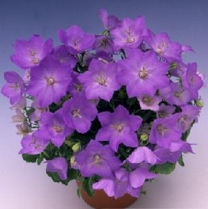 Campanula carpatica Uniform Blue 1,000 Seeds