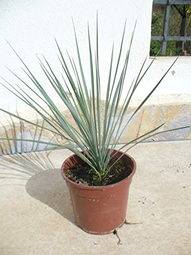 Yucca rostrata, una planta joven de 45/50 incl. raizes