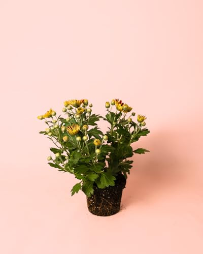 Crisantemo Ambar | Planta Crisantemo Natural | Pur Plant
