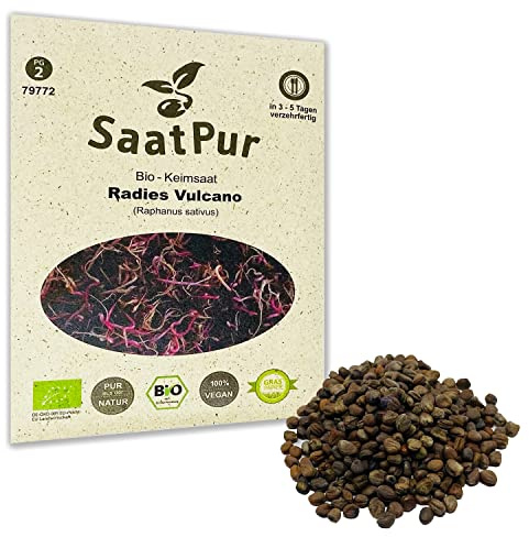 Radies Vulcano BIO Keimsprossen von SaatPur - Keimsaat Sprossen Microgreens - 30g