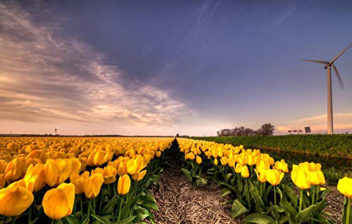 LHJOYSP Spiel des Jahres Erwachsene Puzzle 1000 Teile,Natürliche Schönheit,Blumen,Windmühlen,Tulpen,Stroh,Niederlande,Blütenknospen,75x50cm