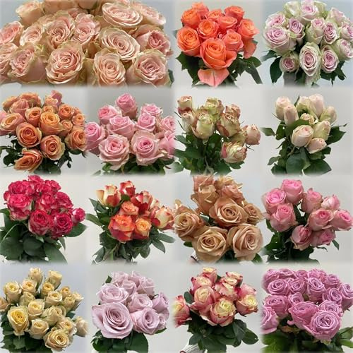 semillas de rosas - trepadoras resistentes macizos cama elevada balcón 100pcs