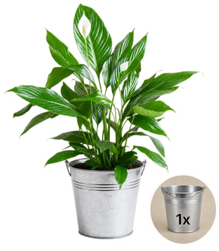 Pflanze Plus | Spathiphyllum (fleur de lune) | 1 plante avec pot en zinc | Plante d'intérieur facile d'entretien
