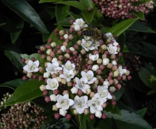 Viburnum tinus Eve Price - Lorbeerschneeball - Lorbeerblättriger Schneeball -