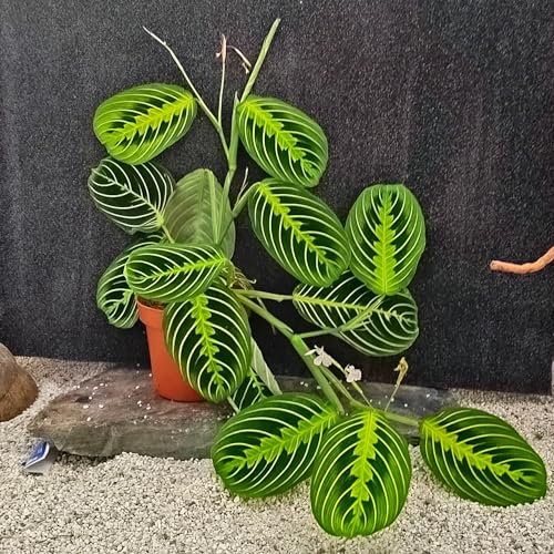 Terraruien/Zimmerpflanzen : Maranta Lemon Lime 30-40 cm (ohne Übertopf)