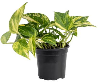 Poto Exótico Natural Planta de Interior con Hojas Colgantes y Fácil Mantenimiento