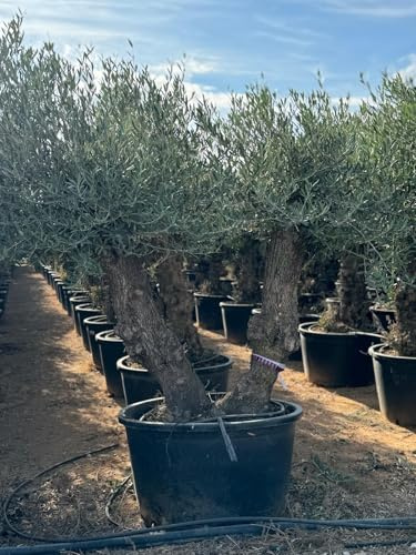 Sunny Tree - Zweistämmiger Olivenbaum - Olea Europaea - Winterharte Olvenbaum Bonsai 240 cm - 110 Jahre alter Olivenbaum - Fruchttragend