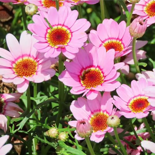 Semi di Crisantemo carinatum - semi biologici semi di selvatici di esotiche resistenti decorazione floreale 100pcs