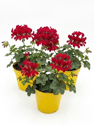 Geranio Edera Parigino Rosso in Vaso | Set 3 Piante Ricadenti | Ideale per Balconi, Fioriere e Terrazzi | Fioritura Primaverile ed Estiva | Pianta Ornamentale Pendente Resistente e Facile da Coltivare