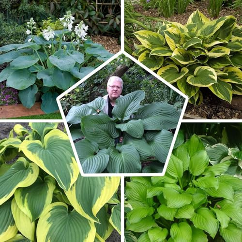 Hosta Géantes Collection - 5 Fleurs à Planter Exterieur - Vivaces & Rustique - Plante Exterieur Jardin - Naturelle Plantes de Hollande pour pot et jardin (pas de graines, non artificielle)