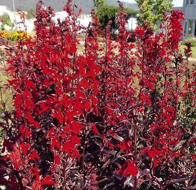 Buy4seeds 10 Seeds Perennial Lobelia Queen Victoria Useful for Garden and Outdoor