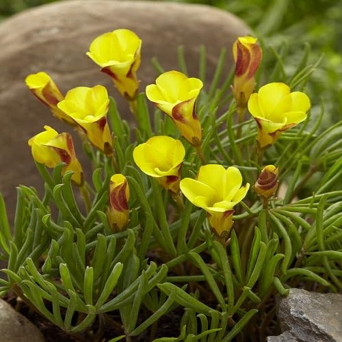 80 graines de fleurs fraîches d'Oxalis Versicolor