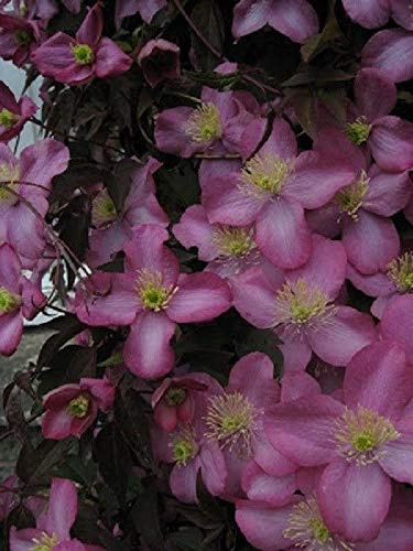 Germinazione dei semi: Clematis Montana 'Freda' - Fragrant - Starter VEGETALI - tagliare - DORMANT:Seeds Only