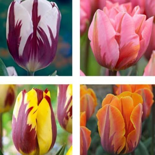 Tulpen Mix,Winterharte Mehrjährig,tulpen kaufen,Verschönern die umwelt,Heimdekoration,Gartenschätze,Starke Anpassungsfähigkeit.-3rhizome-C