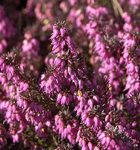 10x Winterheide Challenger - Erica carnea - lebende Gartenpflanze aus den Baumschulen