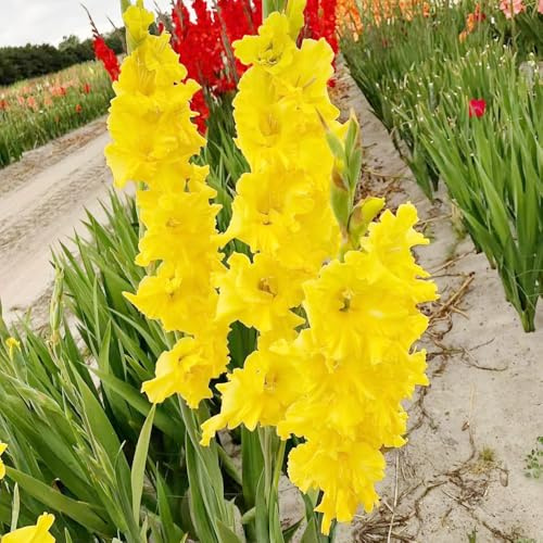 gladiolen deko büro blumendeko balkonpflanzen pflanztöpfe kräutergarten zimmerpflanzen hochbeet balkon dachbegrünung garten steingartenpflanzen pflanztopf hochbeett dekopflanzen 12zwiebeln