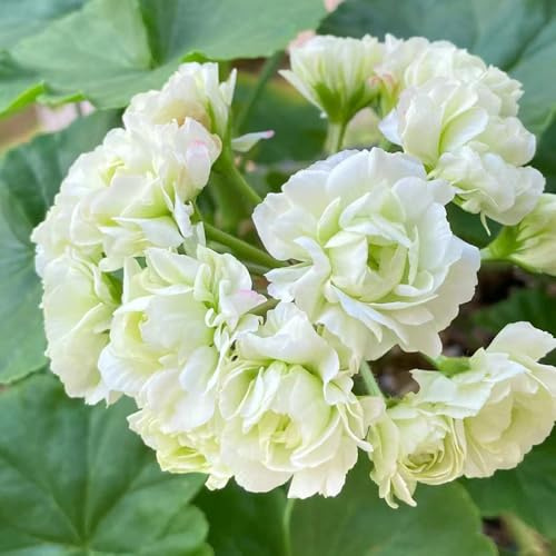 Geranien, seltene balkonpflanzen exotische wildblumensamen bodendecker blumensamen für sonnige plätze steingartenpflanzen winterhart wohnzimmer deko blumensamen gastgeschenk bio 200Samen