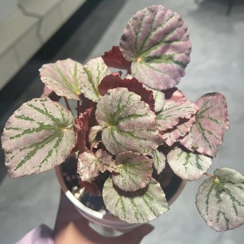 begonia giardino di interno begonie balcone, recisi d'appartamento purificatrici d'aria semi di tappezzanti resistenti al freddo 200semi